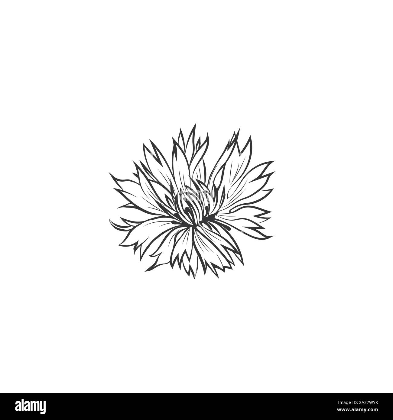 Cornflower black ink vector illustration. Summer meadow flower, honey plant with name engraved sketch. Common knapweed outline. Centaurea nigra botanical black and white drawing with inscription Stock Vector