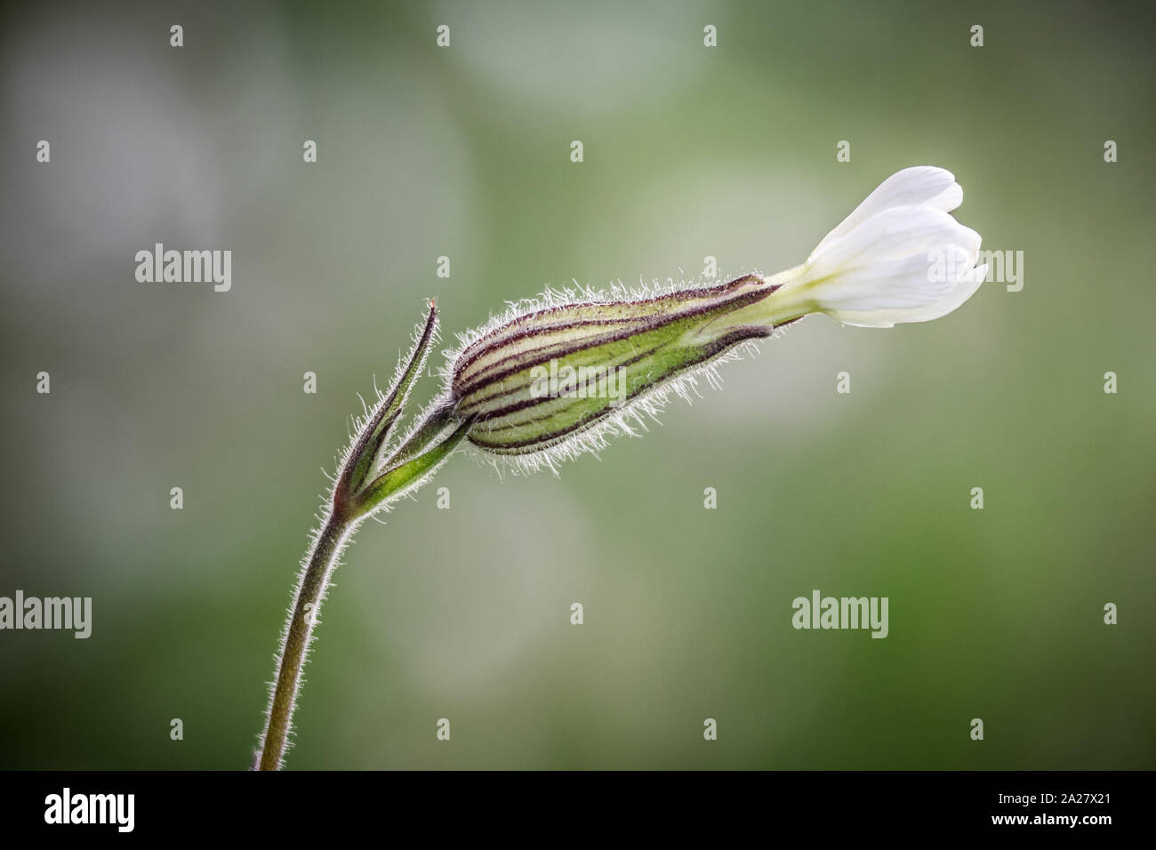 Wildblume, weisse Lichtnelke Stock Photo