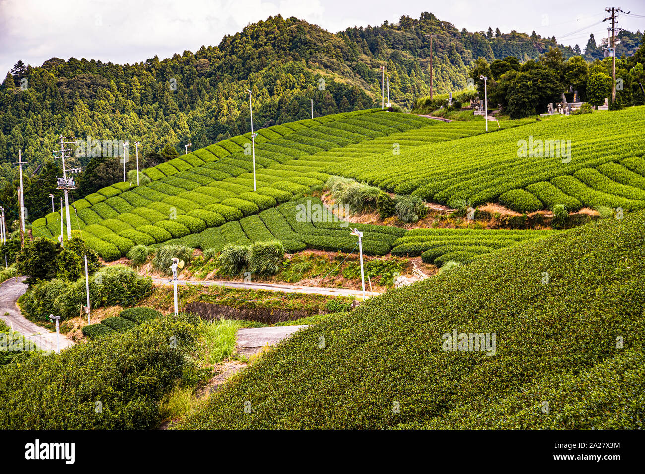 Tea fields in Shizuoka Prefecture. Tea Plantation in Kakegawa, Japan Stock Photo