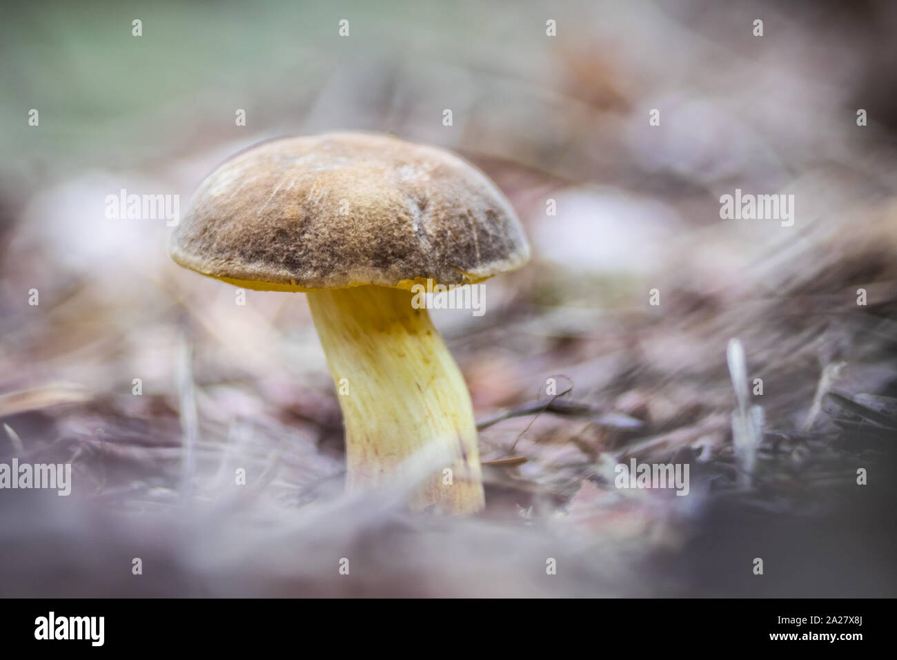 Pilz im wald hi-res stock photography and images - Alamy