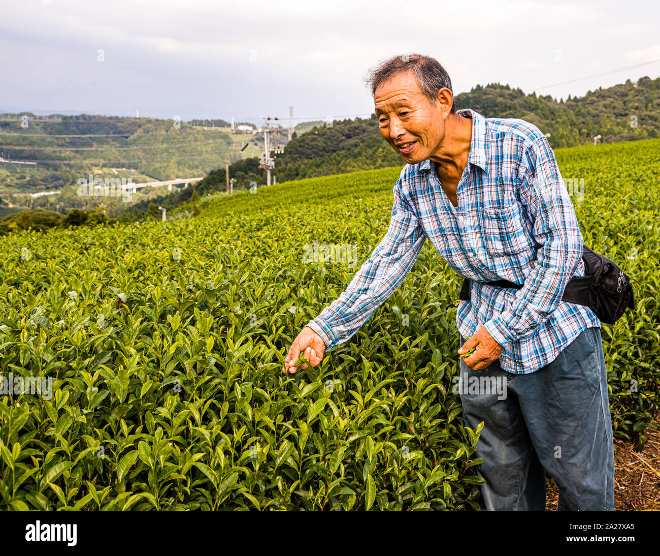 Tea farmer in Kakegawa, Japan Stock Photo