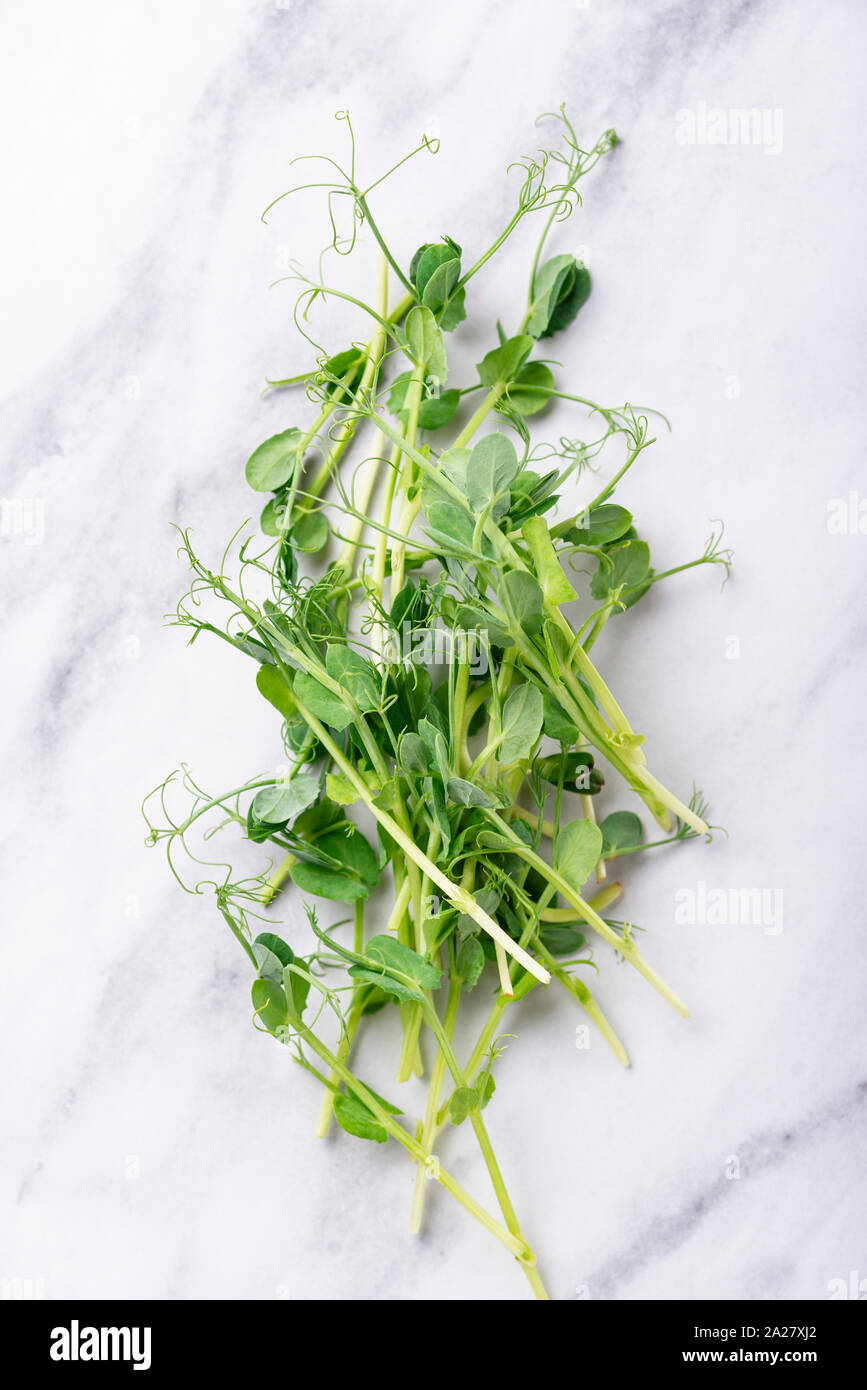 Fresh micro greens peas sprouts Stock Photo