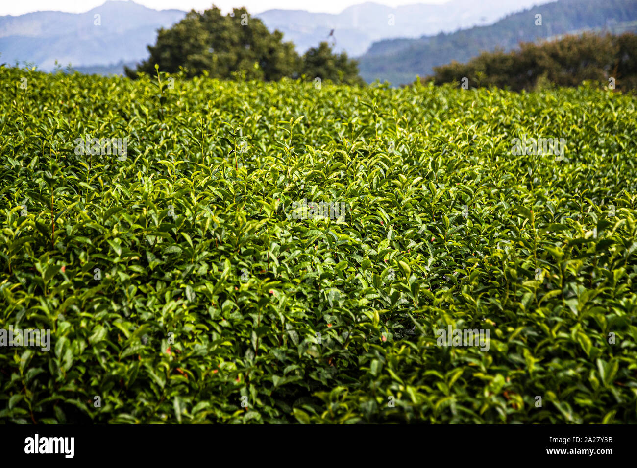Tea Plantation in Shimada, Japan Stock Photo