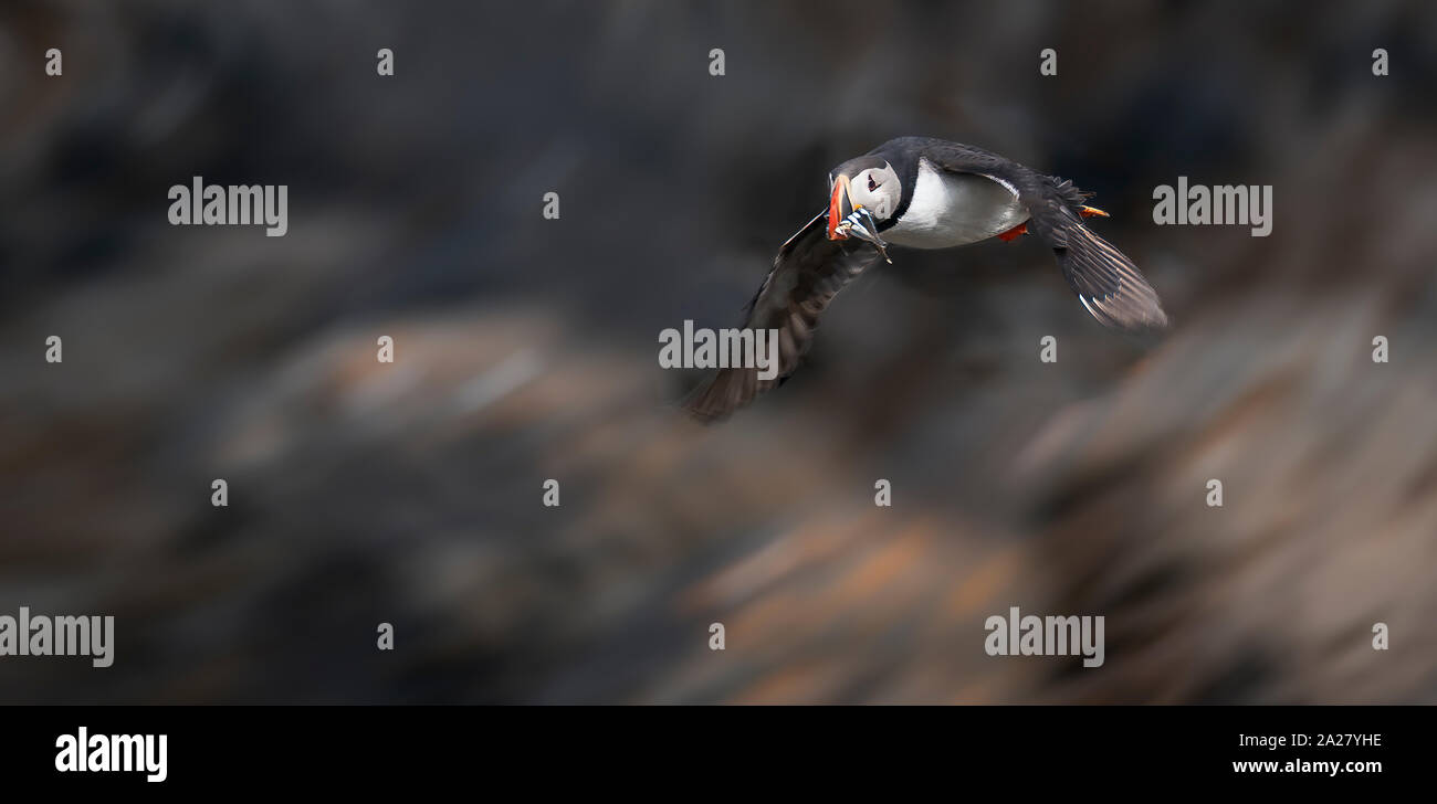 Atlantic Puffin with fish, Iceland Stock Photo