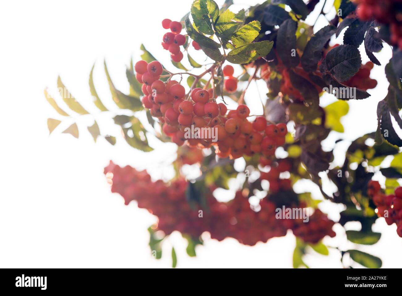 ripe mountain ash at sunset - wallpapers Stock Photo - Alamy