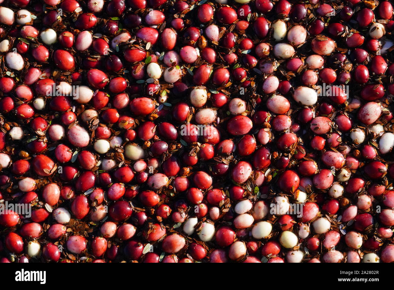 Close up of cranberries on Wetherby Cranberry farms of Ocean Spray, Cranberry festival Warrens, Wisconsin Stock Photo