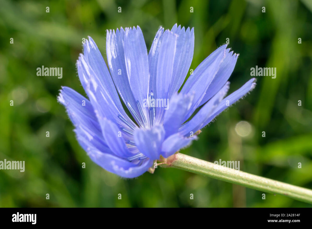Common chicory (lat. Cichorium intybus) flowers blossoms commonly called blue sailors, chicory, coffee weed, or succory is a herbaceous perennial plan Stock Photo
