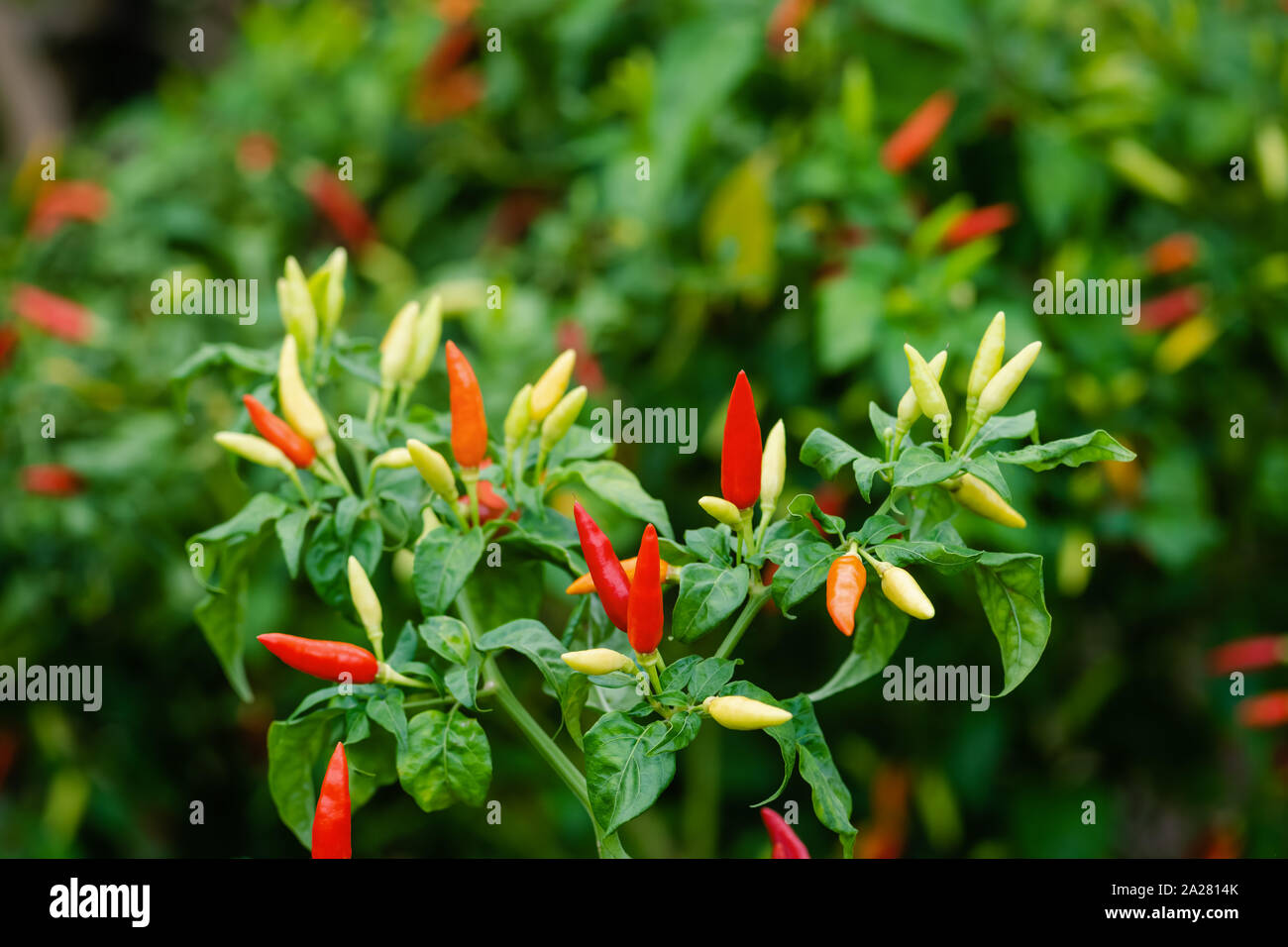 Bird Pepper plant bunch group ripe organic Caribbean Tropical green garden spicy hot natural