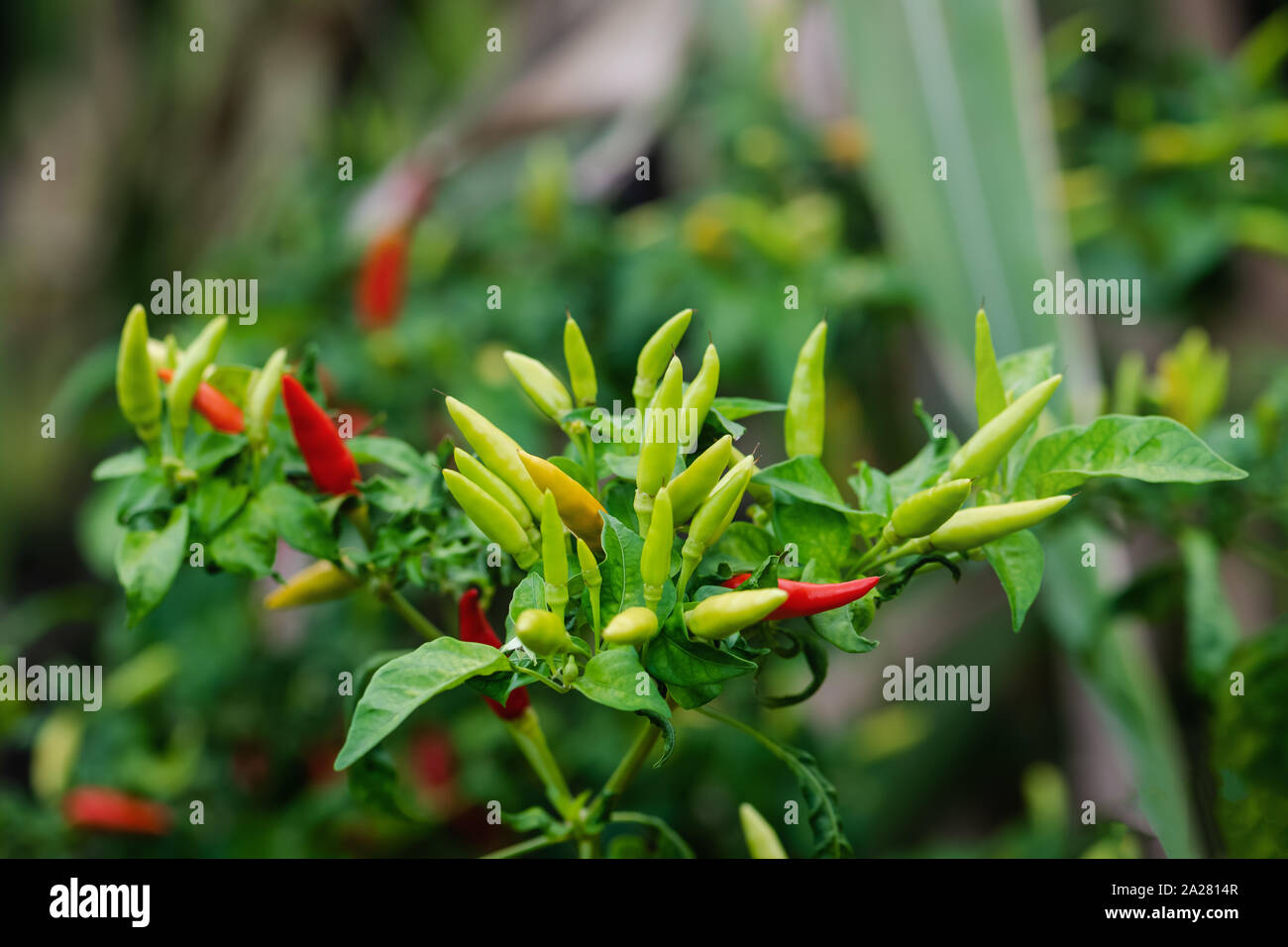 Bird pepper hires stock photography and images Alamy