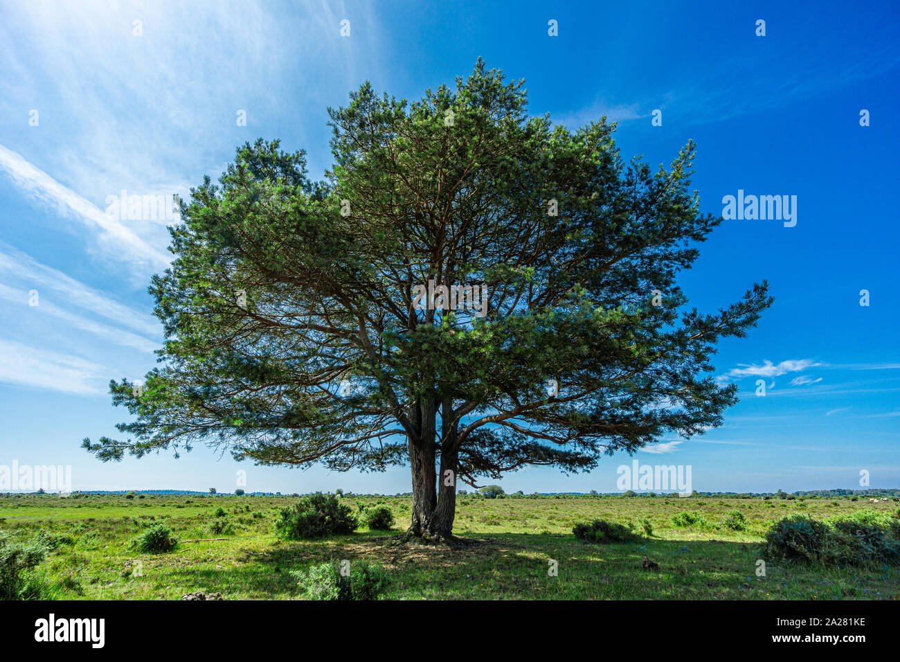 A lone tree in The New Forest National Park Stock Photo