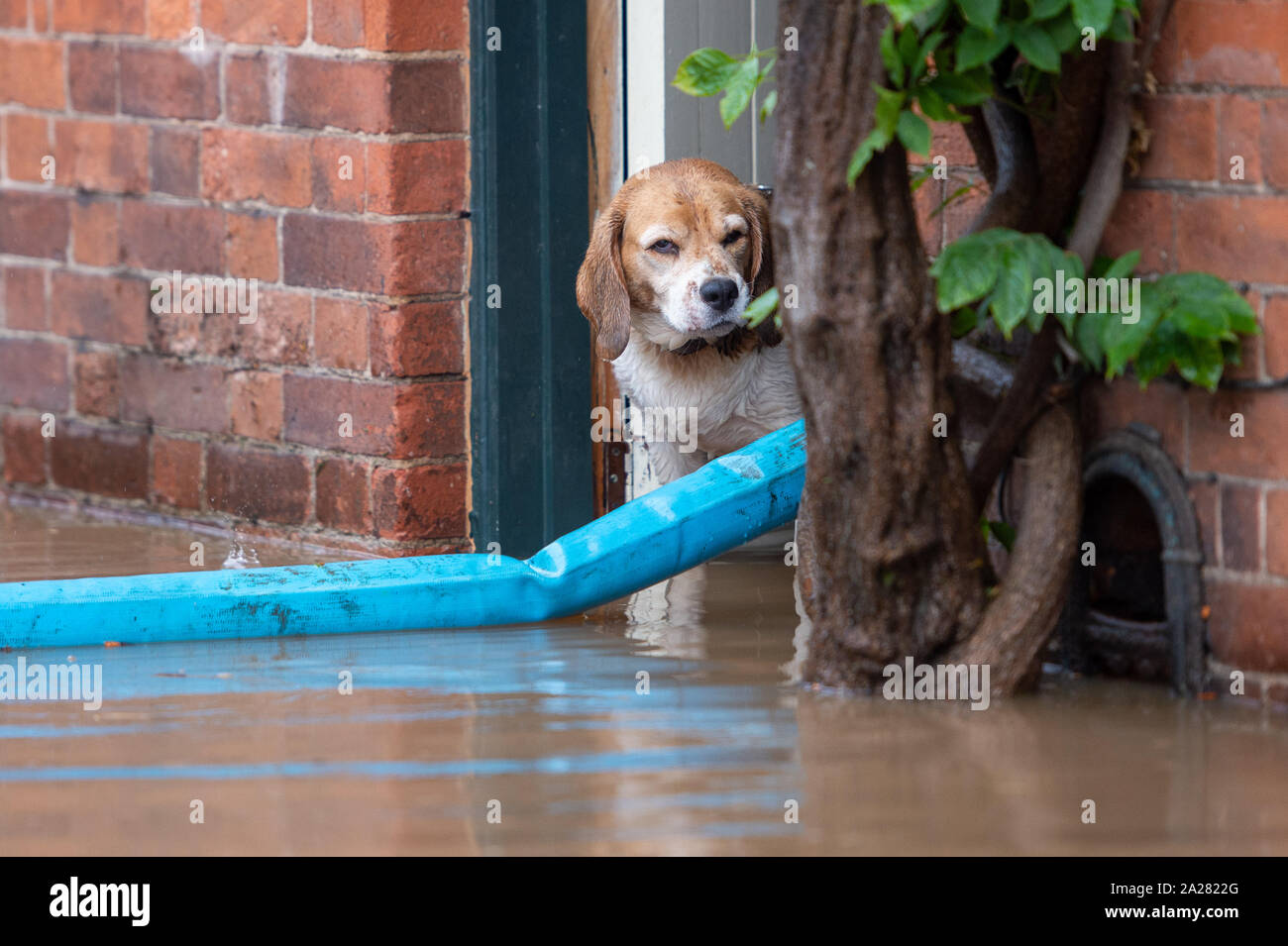 Lady, the beagle looks out from a flooded property in Cossington, Leicester after torrential thunderstorms and the village's proximity to the River Soar has seen parts of the village flooded. Stock Photo