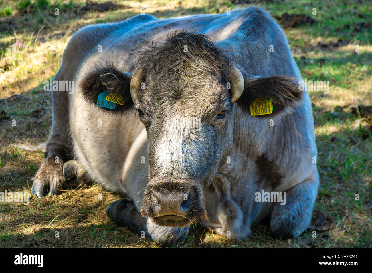 A cow laying down in the New Forest National Park in the summer Stock Photo