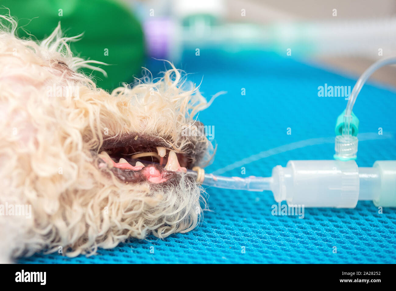 Dog intubated in surgery room of veterinary clinic . Stock Photo