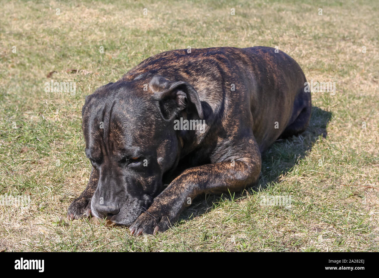 Young cane corso dog sad lying down portrait Stock Photo