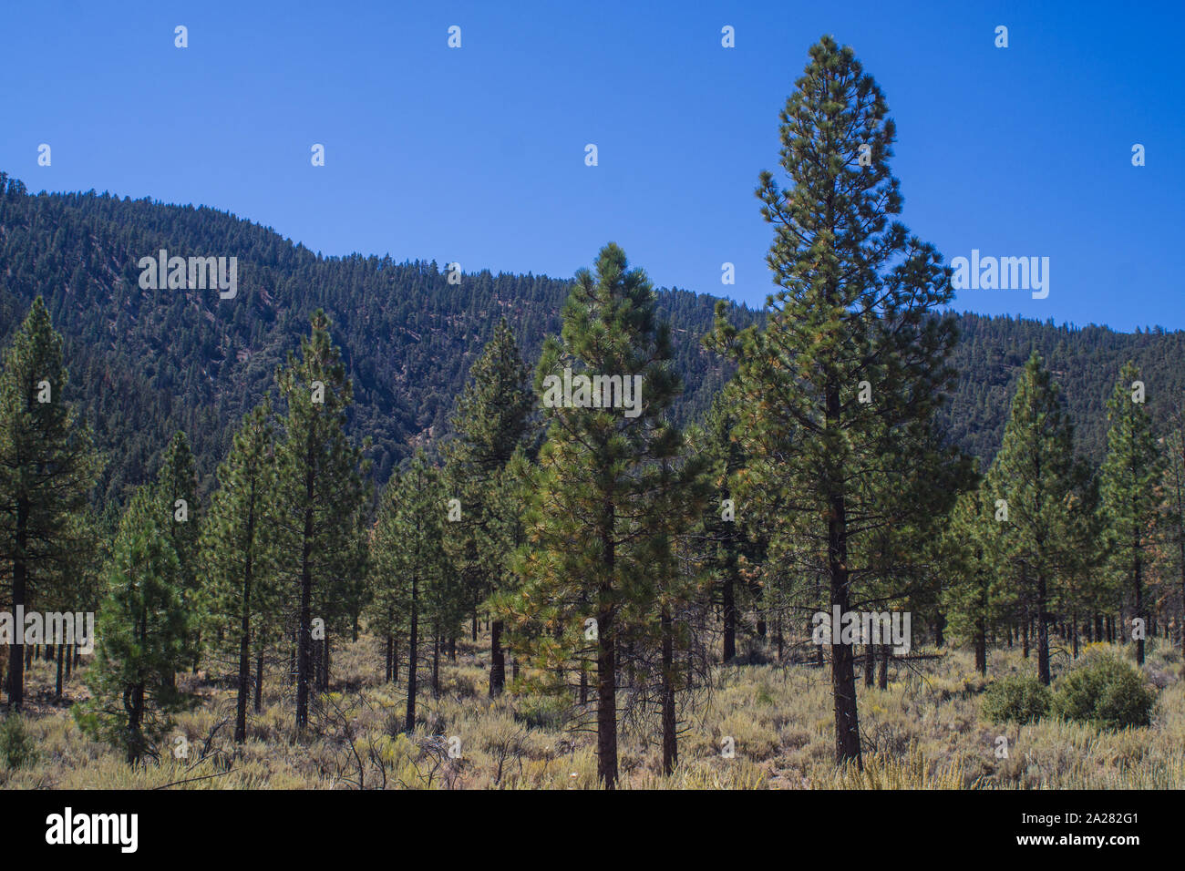 California forest preservation hires stock photography and images Alamy