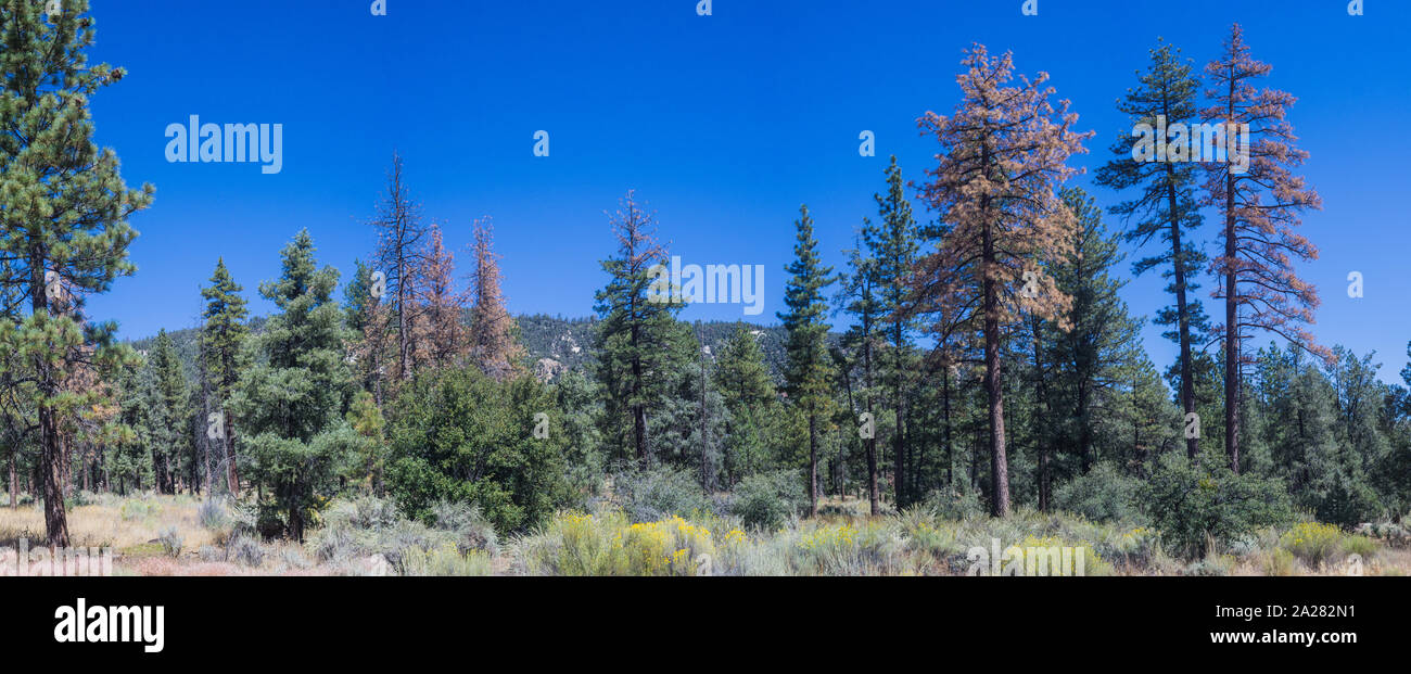 High altitude forest hires stock photography and images Alamy
