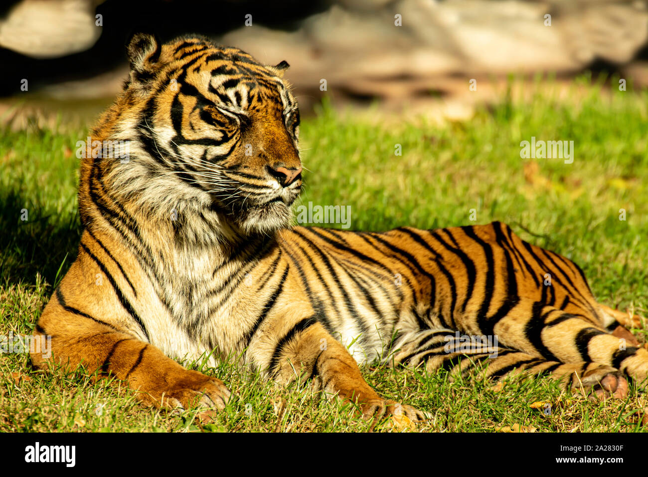 Sumatran Tiger Sunbathing at Paignton Zoo, Devon, UK. These were listed as Critically Endangered on the IUCN Red List in 2008, Stock Photo