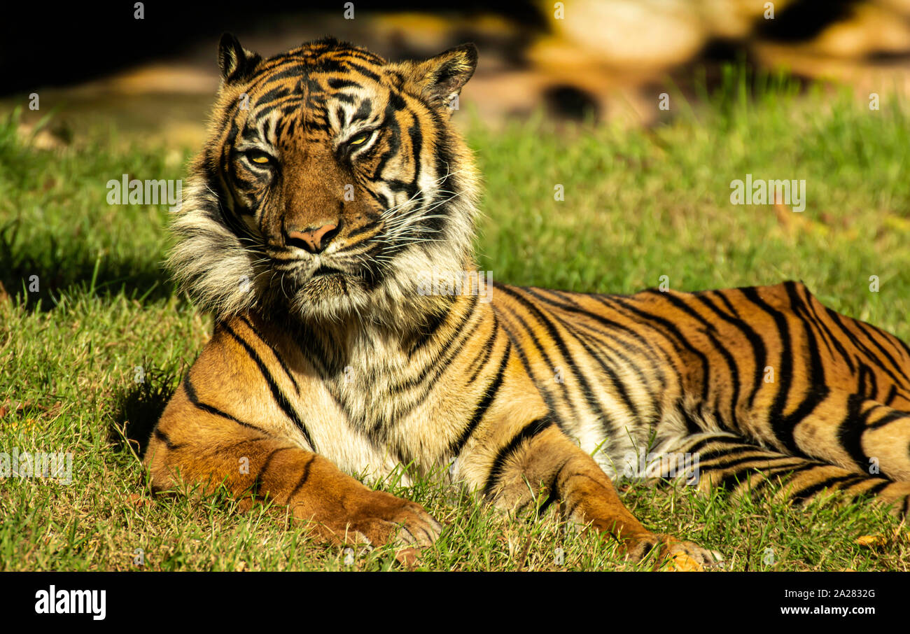Sumatran Tiger Sunbathing at Paignton Zoo, Devon, UK. These were listed as Critically Endangered on the IUCN Red List in 2008, Stock Photo