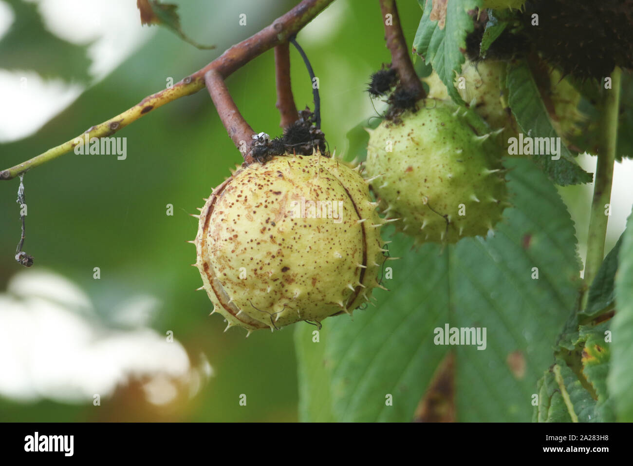 A branch of conkers on a Horse Chestnut Tree, Aesculus hippocastanum