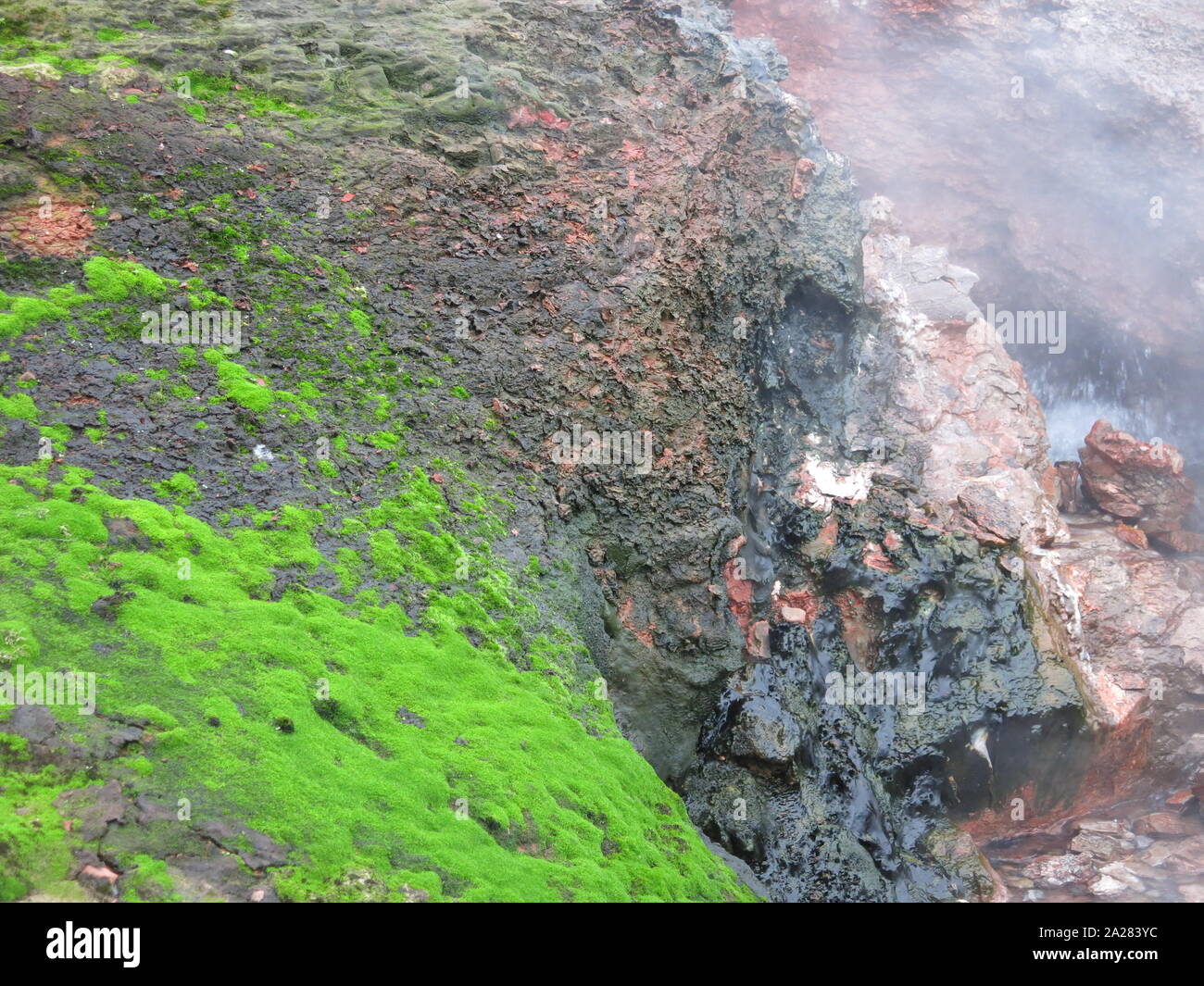 The geothermal hot springs and volcanic rock make ideal conditions for deep green moss to grow; Deildartunguhver, West Iceland Stock Photo