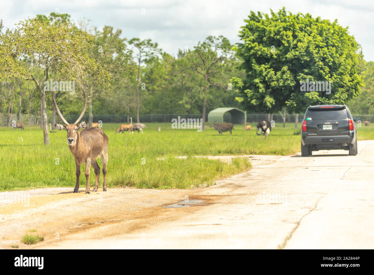 Florida, USA - September 19, 2019: Lion Country Safari drive through park  in West Palm Beach Florida. Cars driving near animals in zoo Stock Photo -  Alamy