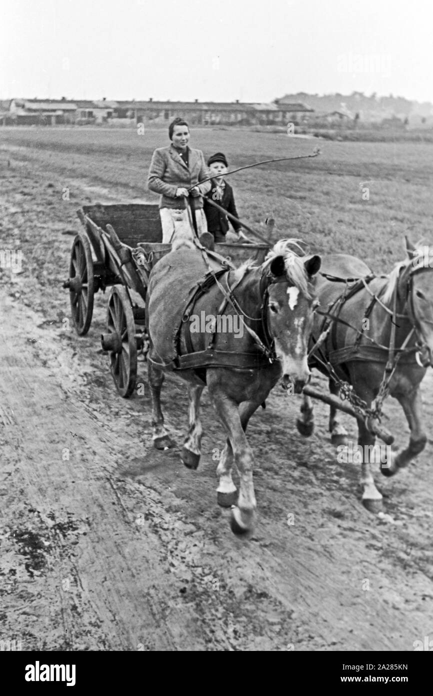 Torfgewinnung im Emsland, 1945 -1949. Peat extraction in Ems region, 1945-1949. Stock Photo