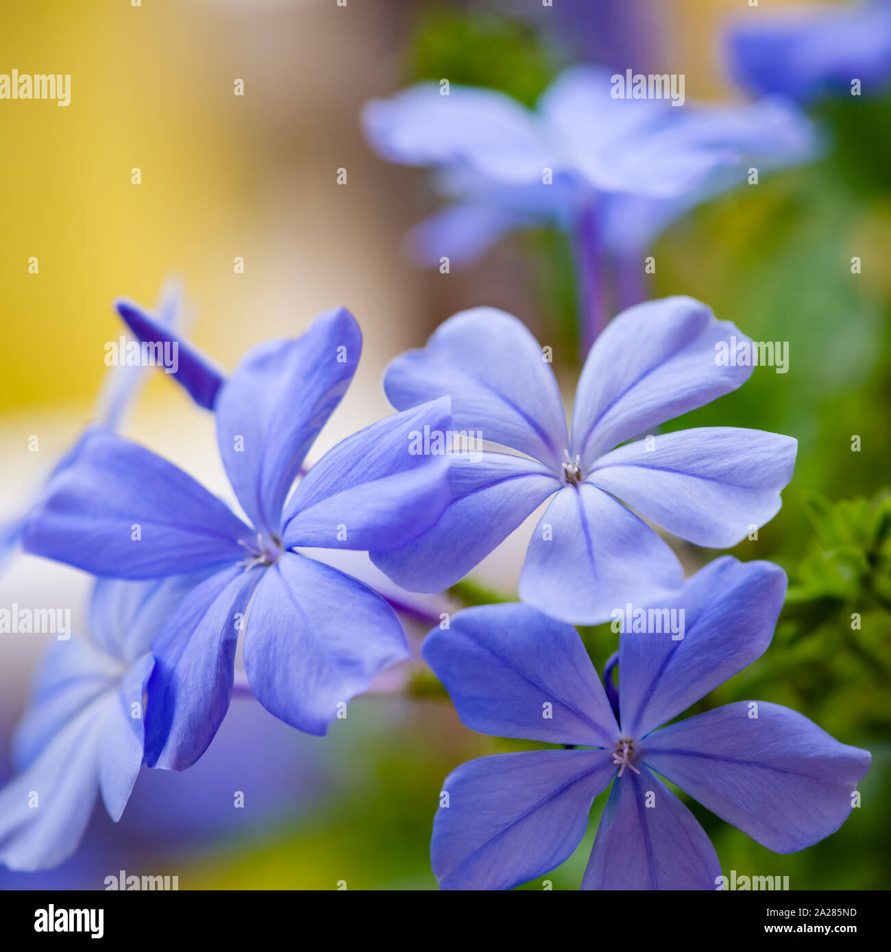 blue plumbago blooming blossom closeup clusters macro purple decorative plant flower Stock Photo