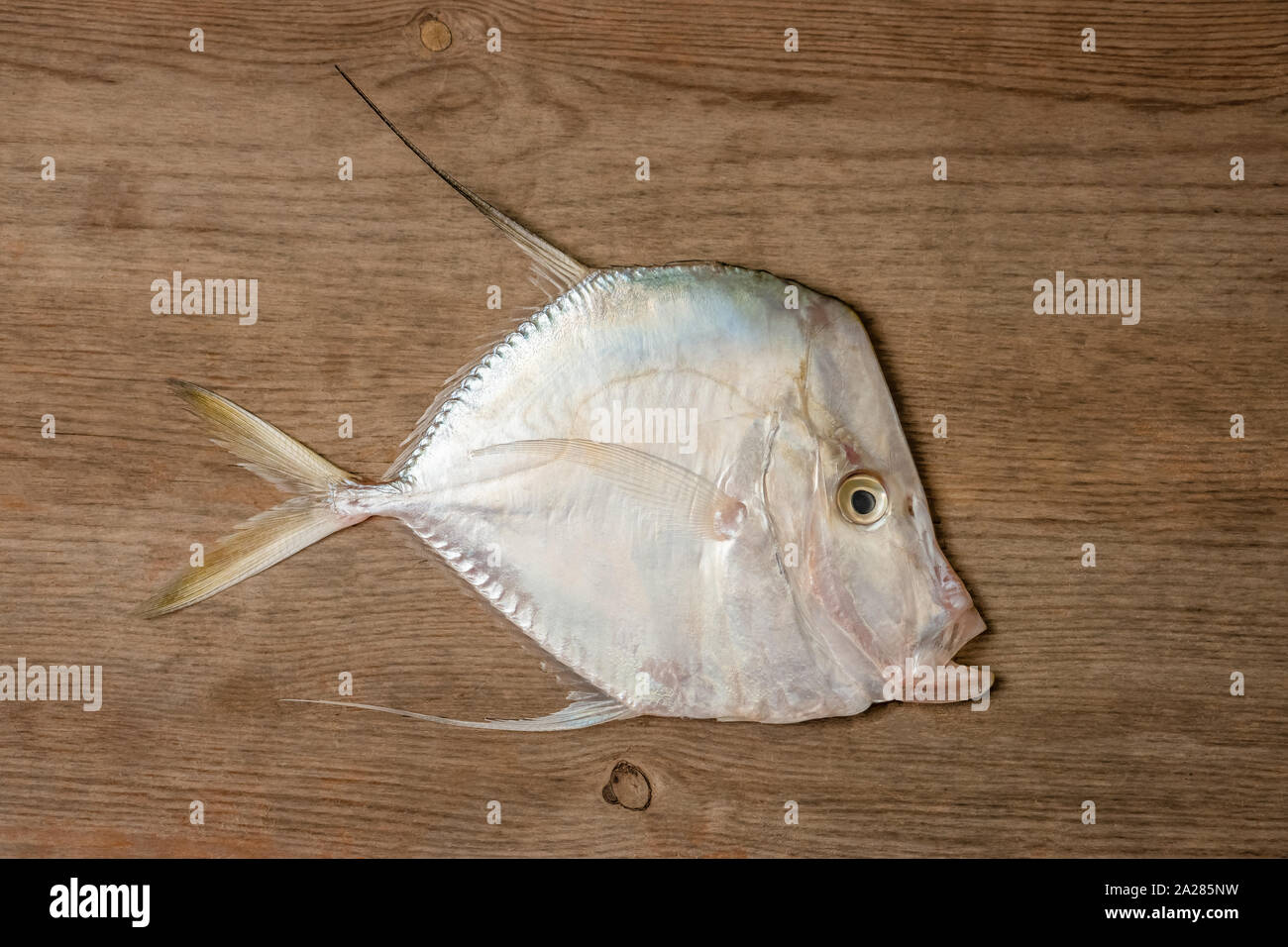 Moonshine Joshua tropical Caribbean fish on wooden board with single one organic fresh seafood food Stock Photo