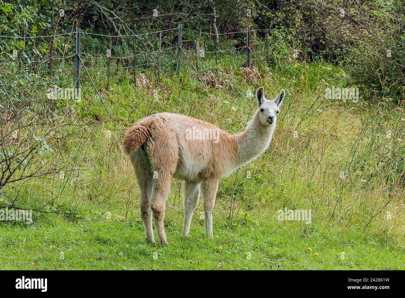 Baby Llama - Craig Highland Farm Stock Photo