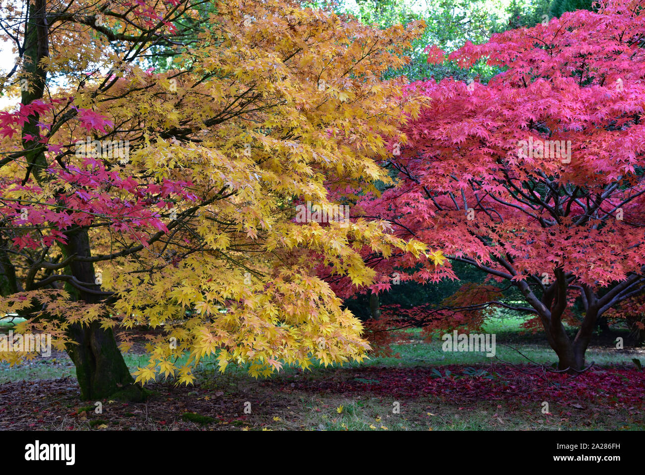 Japanese maples hi-res stock photography and images - Alamy