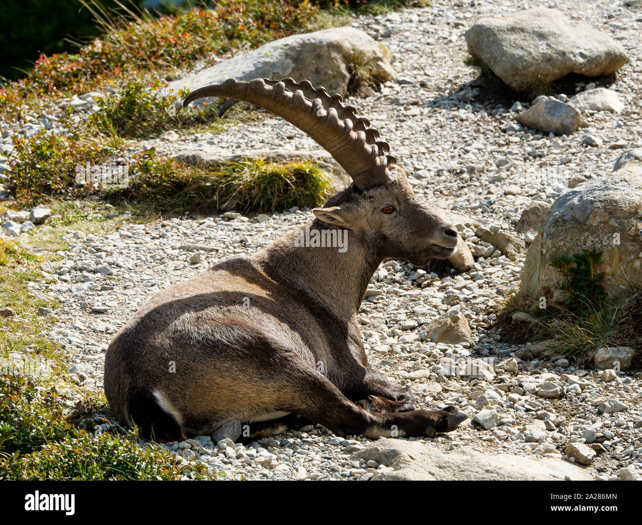 Bouquetin sauvage hi-res stock photography and images - Alamy
