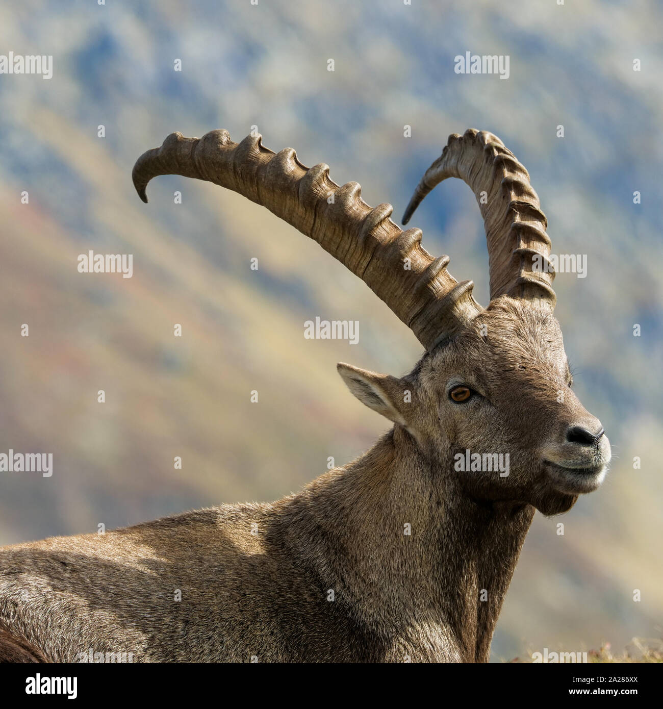 Alpine Ibex, Aiguilles Rouge massif, Chamonix Mont-Blanc, Haute-Savoie ...
