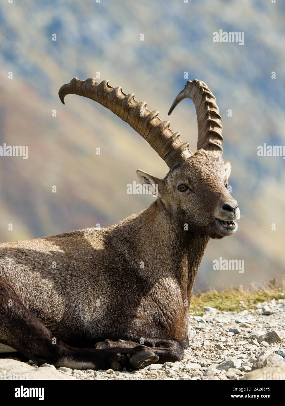 Alpine Ibex, Aiguilles Rouge massif, Chamonix Mont-Blanc, Haute-Savoie ...