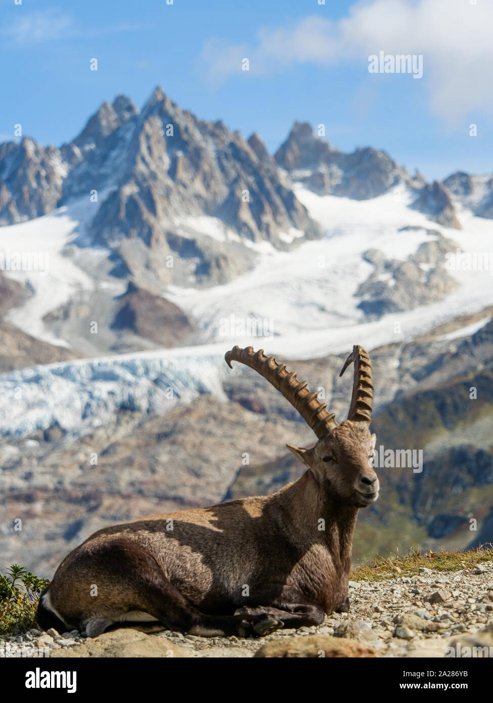 Alpine Ibex, Aiguilles Rouge massif, Chamonix Mont-Blanc, Haute-Savoie ...