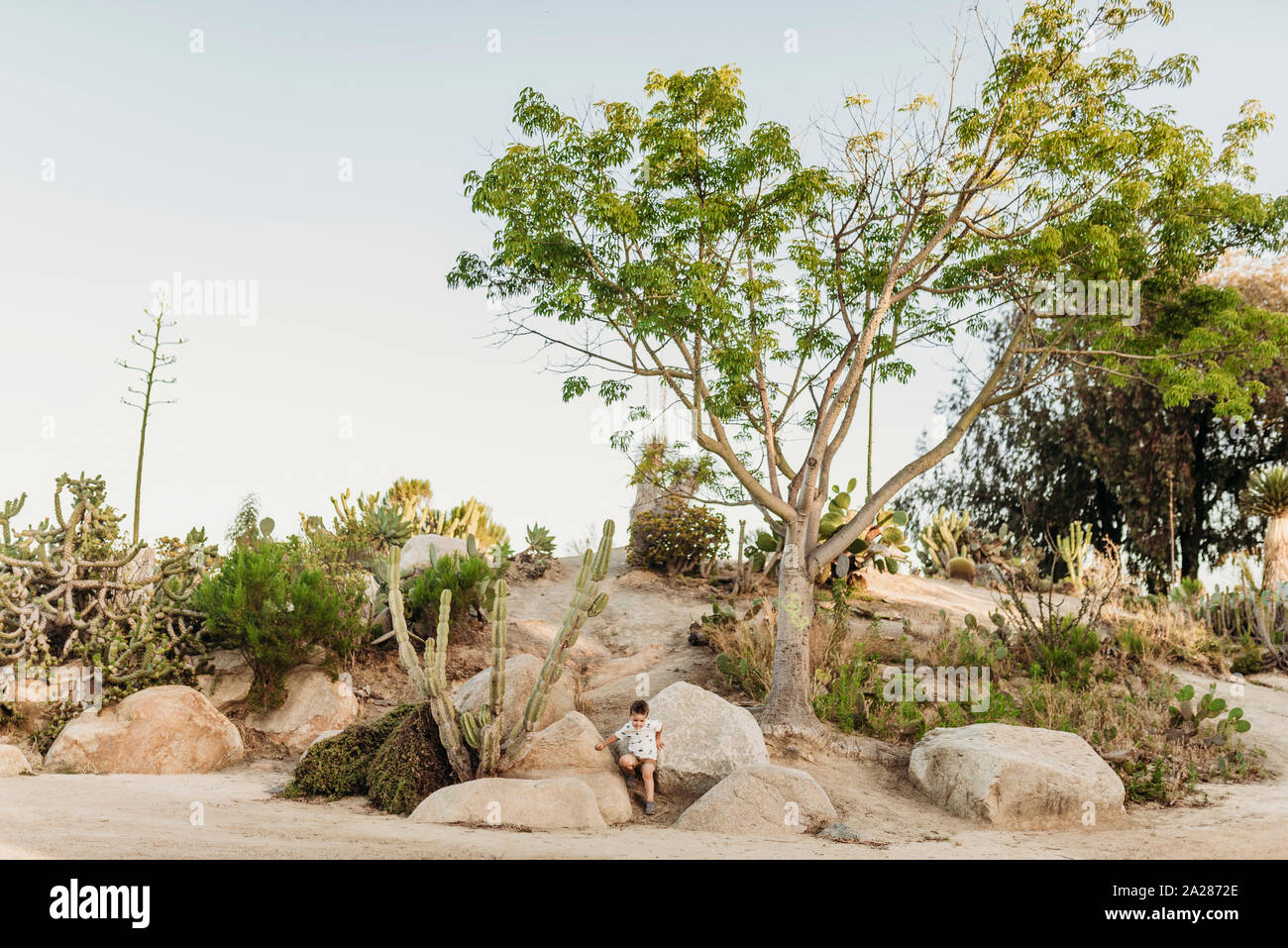 Landscape of cactus garden with preschool aged boy climbing rocks Stock Photo