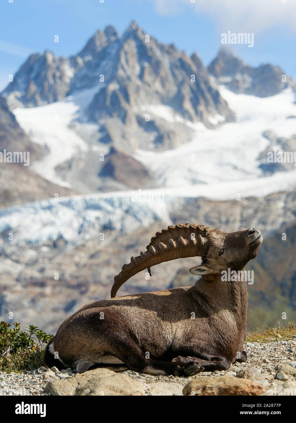 Alpine Ibex, Aiguilles Rouge massif, Chamonix Mont-Blanc, Haute-Savoie ...