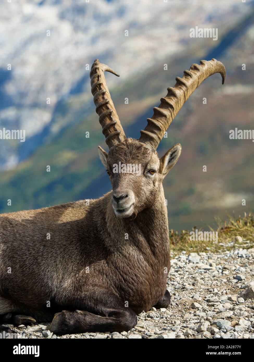 Alpine Ibex, Aiguilles Rouge massif, Chamonix Mont-Blanc, Haute-Savoie ...