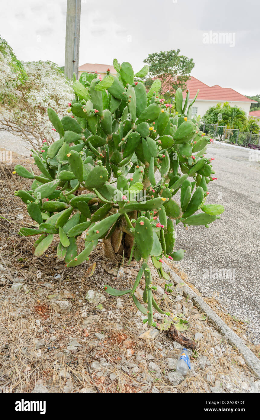 Roadside Cactus With Tuna Stock Photo Alamy
