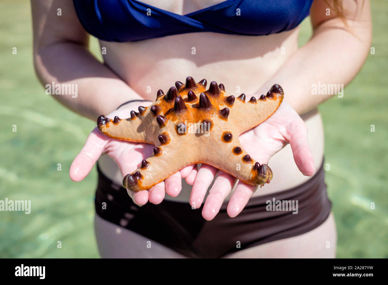 Woman holding a Horned Sea Star (Protoreaster nodosus) on Calachuchi Beach (Isla Bulungan Beach), Coron Island, Palawan, Philippines Stock Photo