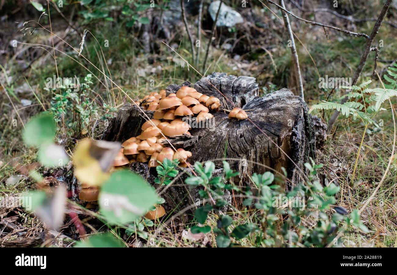 mushrooms growing on a log in the forest Stock Photo - Alamy