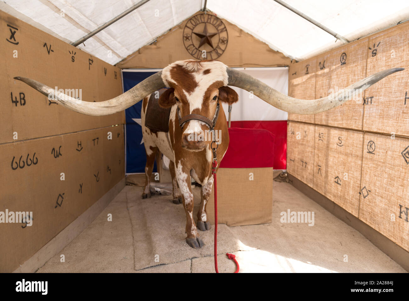 Prize longhorn steer (and his keeper) at the Zapata County Fair in
