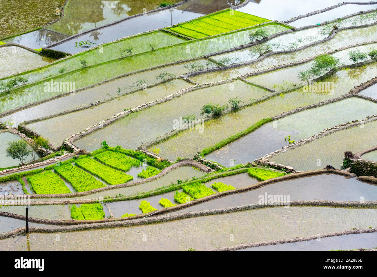Elevated view of flooded rice terraces during early spring planting season, Batad, Banaue, Mountain Province, Cordillera Administrative Region, Philip Stock Photo