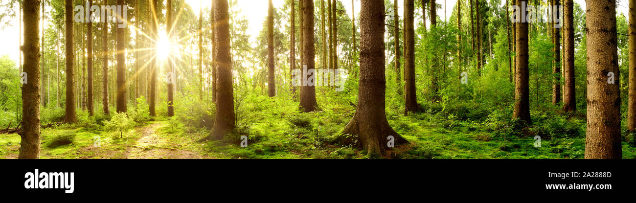 Spring sun through trees hi-res stock photography and images - Alamy
