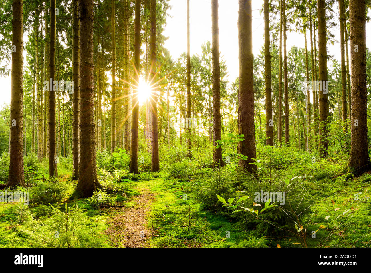 Beautiful forest with a hiking trail in the light of the rising sun Stock Photo
