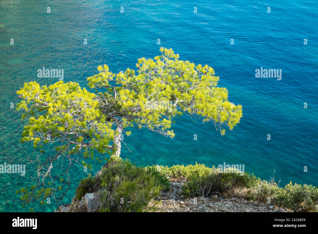 Lone pine tree growing from rocky ledge over blue water, Calanque de Sugiton, Parc National des Calanques, Bouches-du-Rhône, Provence-Alpes-Côte d'Azu Stock Photo