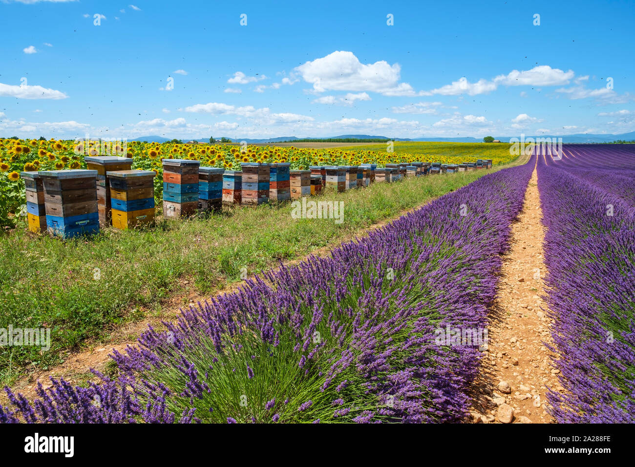 Bees swarming around beehives in lavender field on the Plateau de Valensole, Alpes-de-Haute-Provence, Provence-Alpes-Côte-d'Azur, France Stock Photo