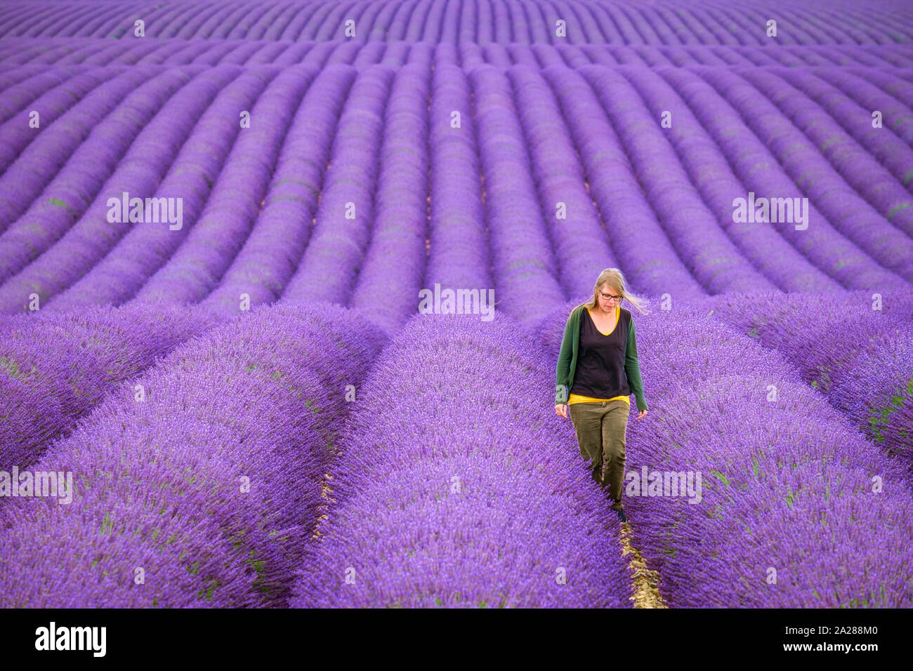 A young woman standing alone between rows of purple lavender in bloom in a field on the Plateau de Valensole near Puimoisson, Provence-Alpes-Côte d'Az Stock Photo