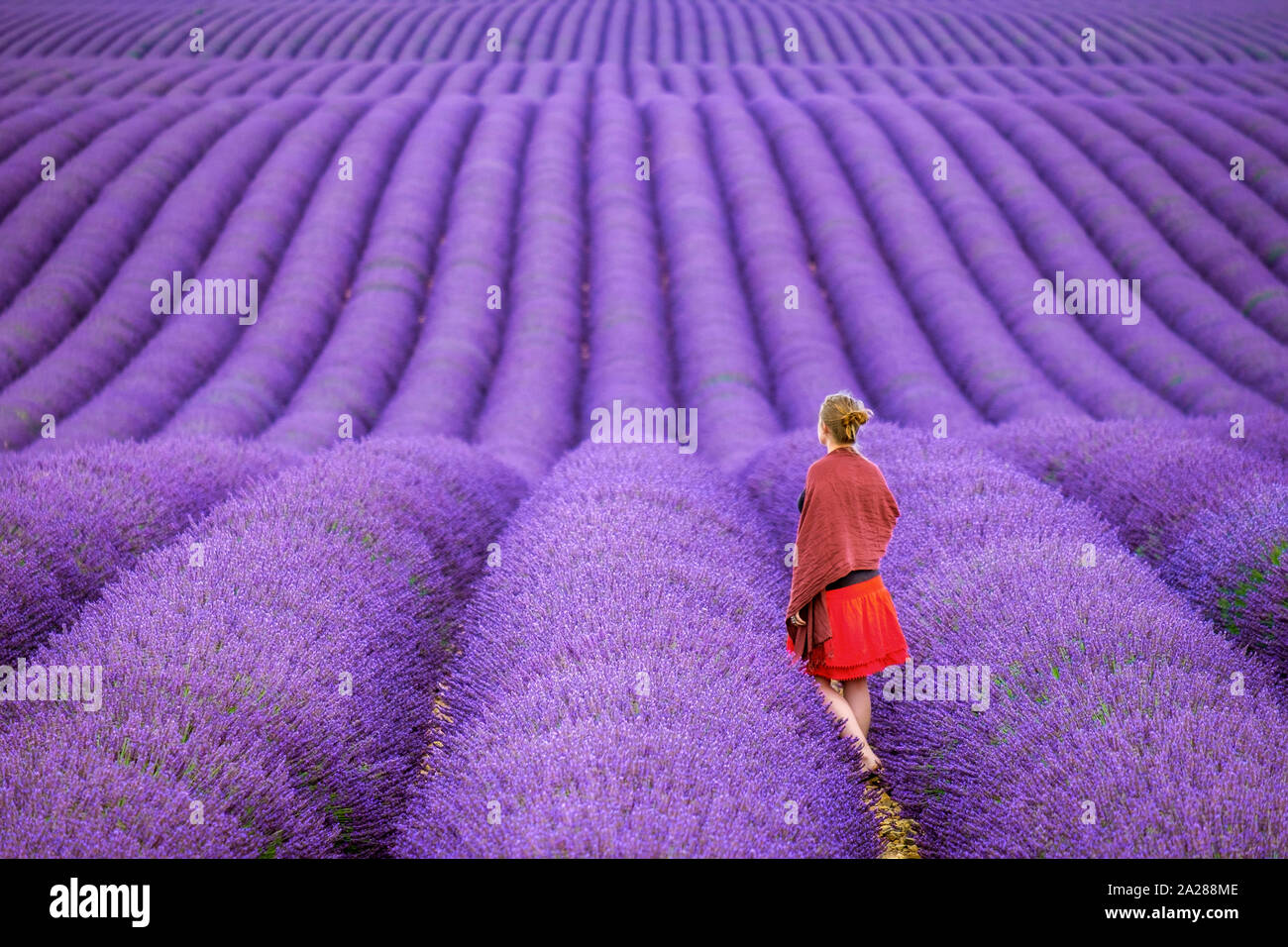 Young woman standing alone between rows of purple lavender in bloom in a field on the Plateau de Valensole near Puimoisson, Provence-Alpes-Côte d'Azur Stock Photo