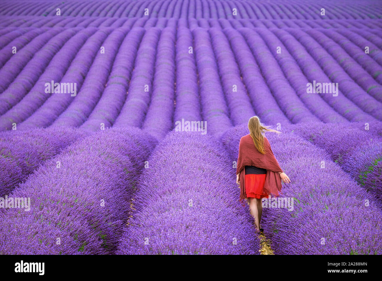 Young woman standing alone between rows of purple lavender in bloom in a field on the Plateau de Valensole near Puimoisson, Provence-Alpes-Côte d'Azur Stock Photo