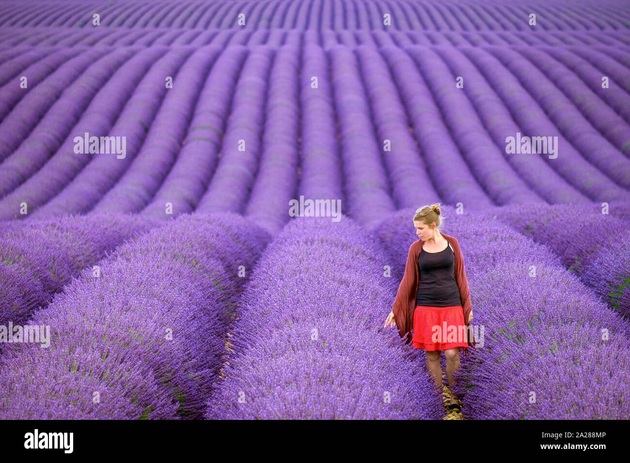 A young woman standing alone between rows of purple lavender in bloom in a field on the Plateau de Valensole near Puimoisson, Provence-Alpes-Côte d'Az Stock Photo